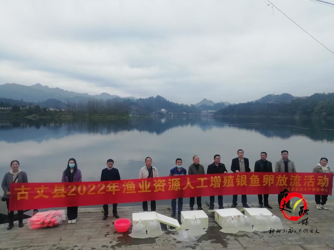 古丈县畜牧水产事务中心移植增殖银鱼卵1亿粒