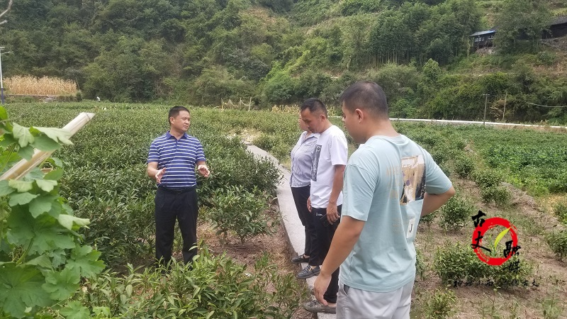周大钊深入默戎镇调研指导防旱抗旱工作
