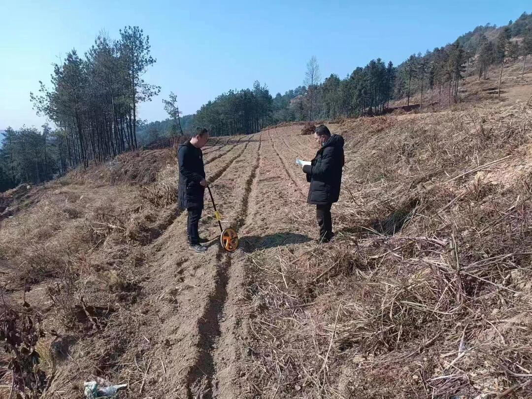 湘西古丈：如火如荼开展茶叶产业基地建设验收