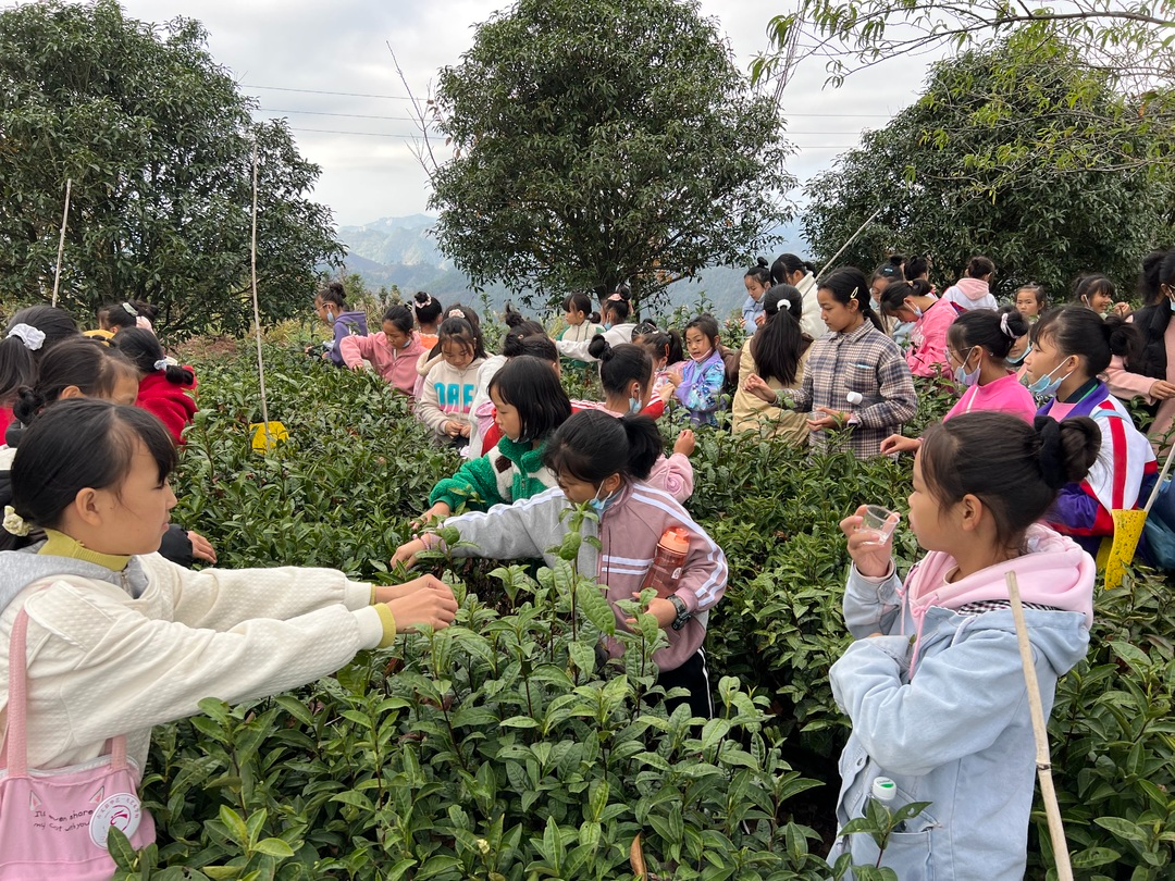湘西古丈：开展青少年古丈茶俗文化培训和传承活动 让孩子们知茶懂茶赏茶品茶