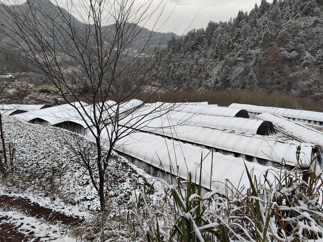 湘西古丈：科技特派员“忙年”