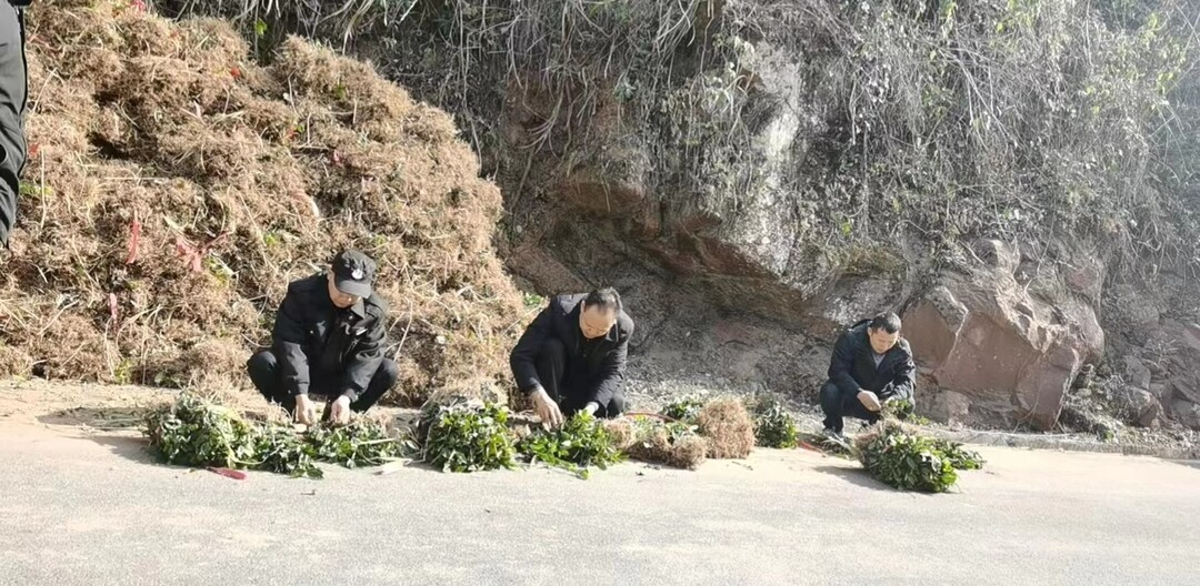 湘西古丈：紧锣密鼓备春耕 不误农时发茶苗
