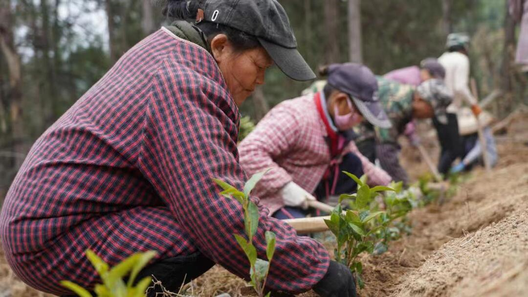 古丈县叭喇村：不误农时  春耕时节种茶忙