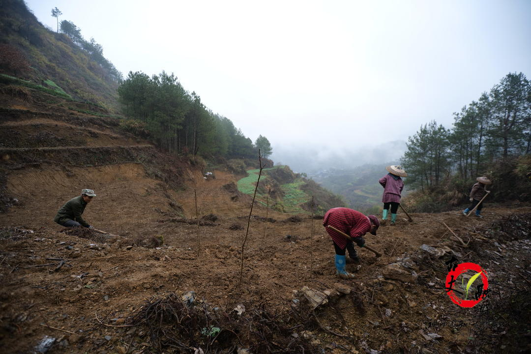 助力残疾家庭产业帮扶：栽下香椿树 铺就致富路