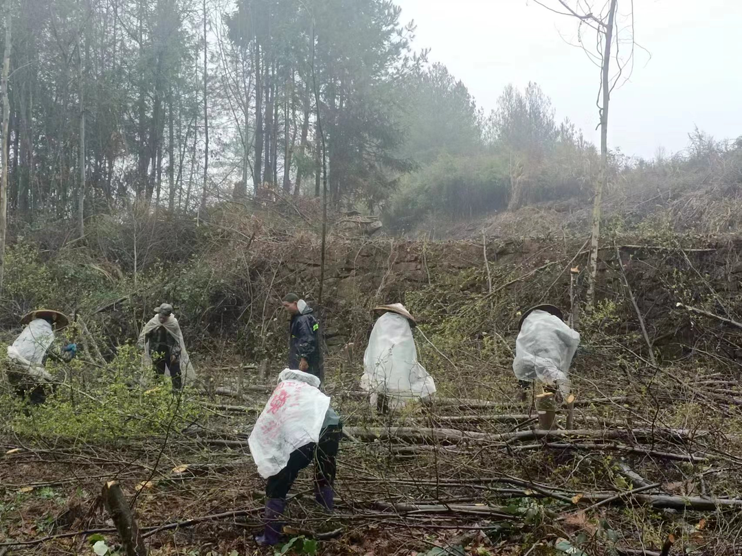 湘西古丈板栗村：人勤春来早、新雨破春耕、备耕正当时