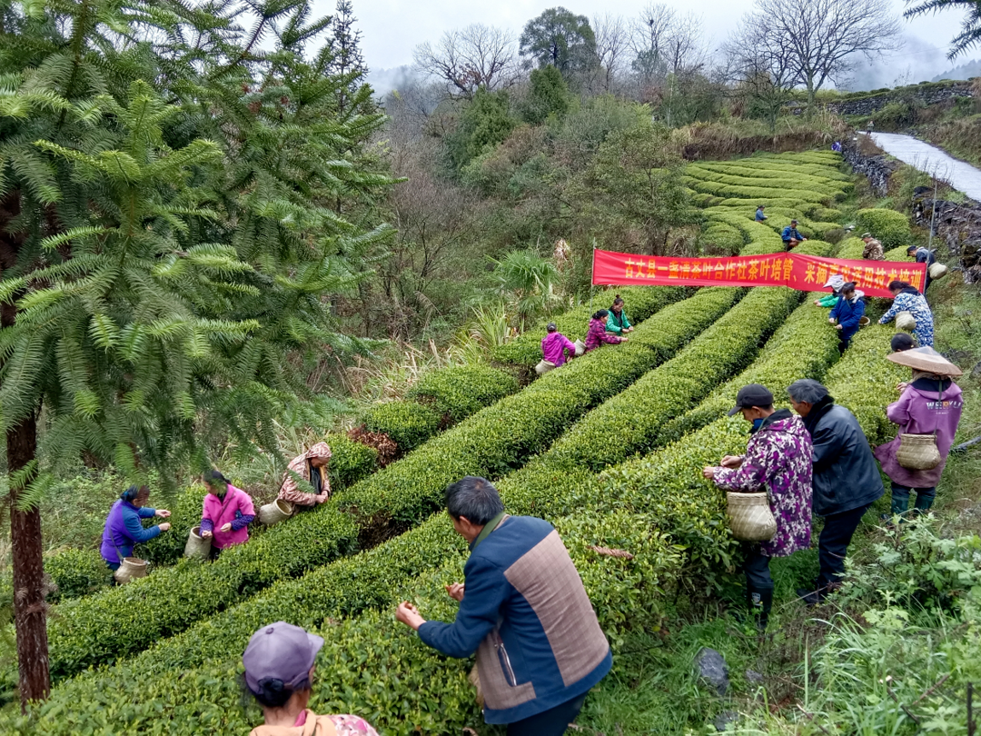 湘西古丈红石林镇：用心做好“三个好茶” 茶农增收见实效