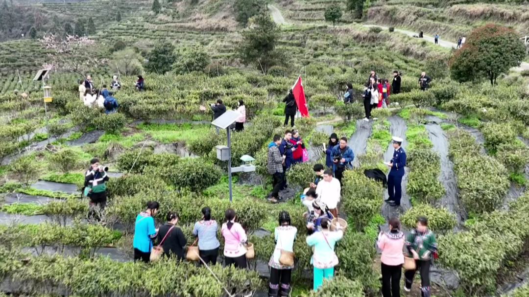 让旅游“火起来”“红起来”： 湘西网络达人齐聚古丈 推介茶旅文化