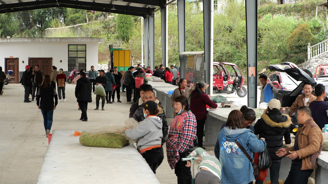 湘西古丈：春茶上市满飘香 茶叶市场交易忙