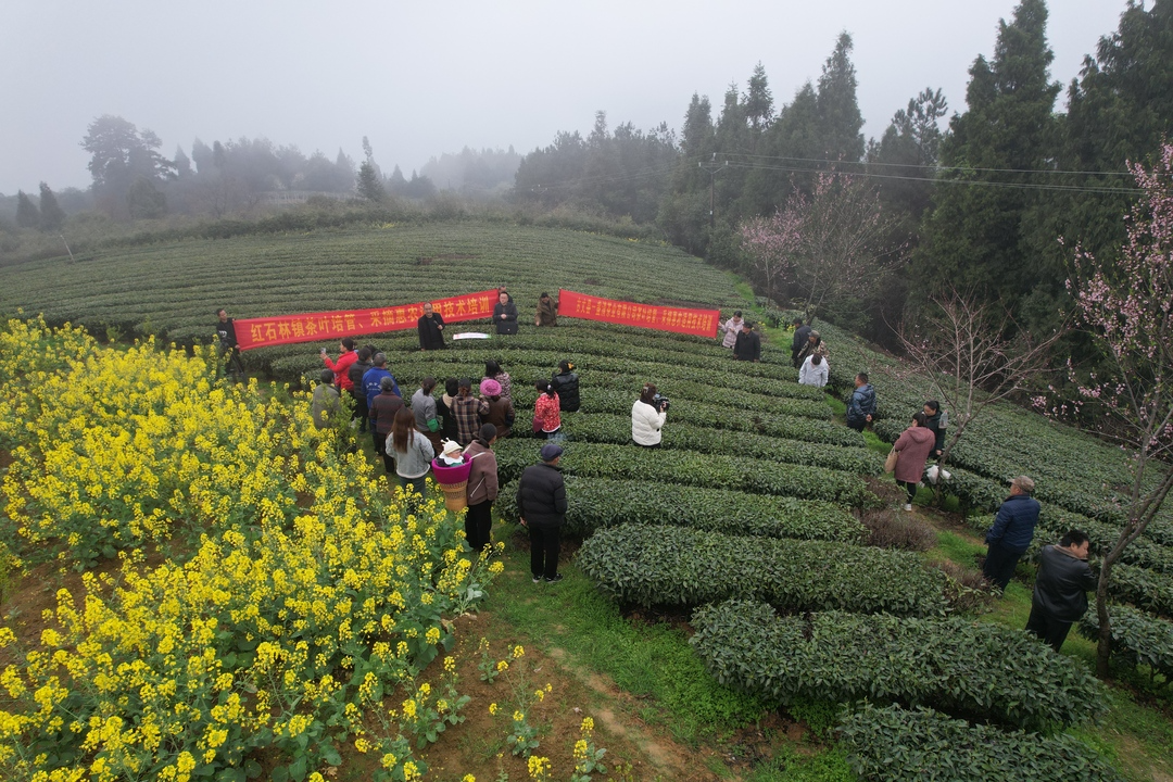 湘西古丈：助力茶叶品质提升 茶园病虫害防治和管理培训班走进茶农家