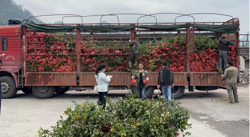 湘西古丈：引入宁乡“地理标志” 携手实现产业富民