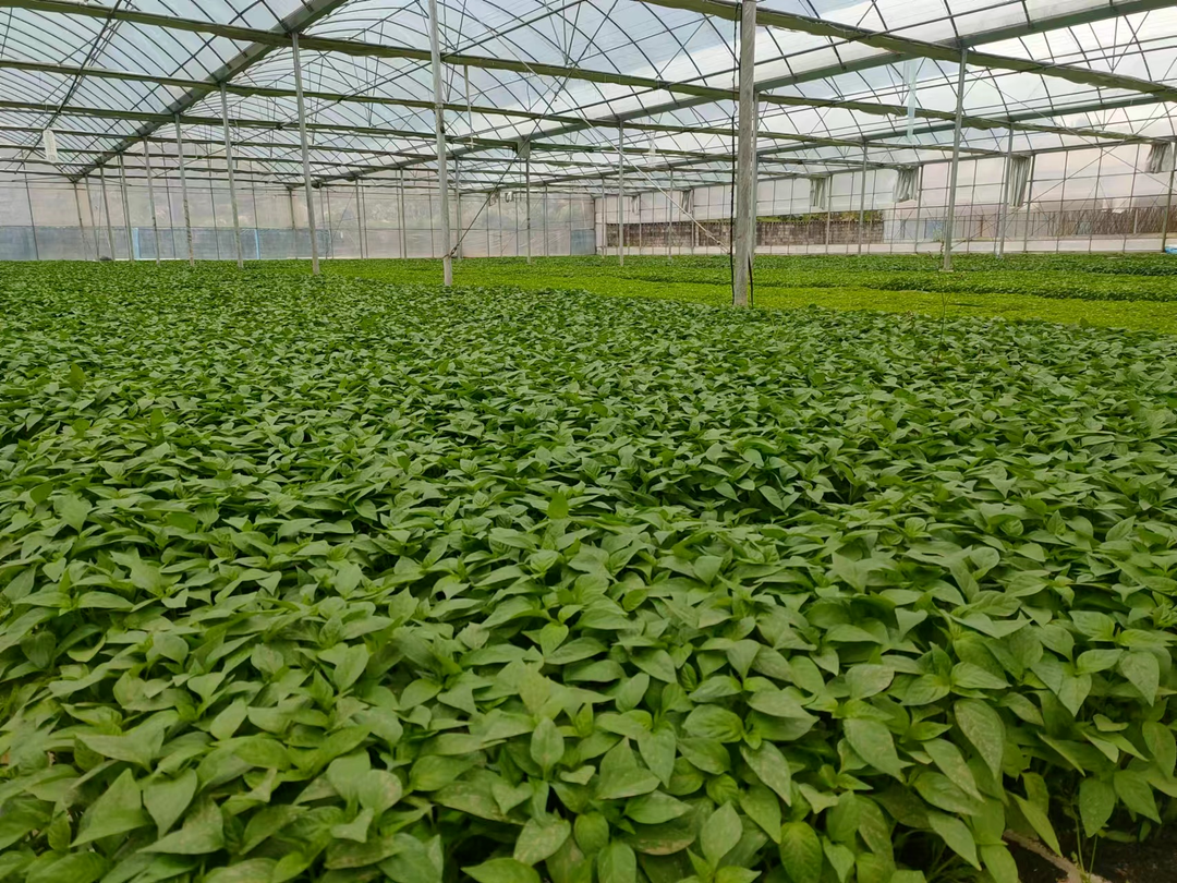 打造古丈“菜篮子”基地助农增收
