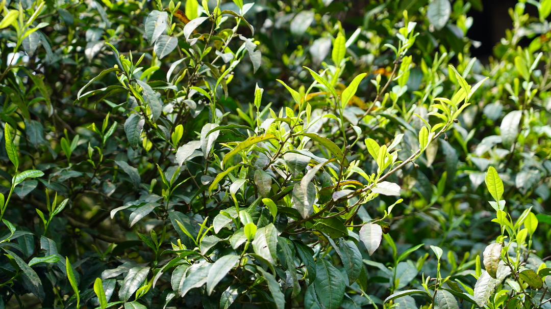 湘西古丈：百年古树茶助力乡村振兴