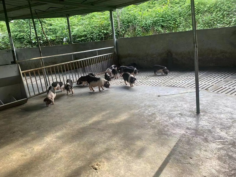 湘西古丈：宁乡花猪落户牛角山村 产业发展迈出坚实步伐