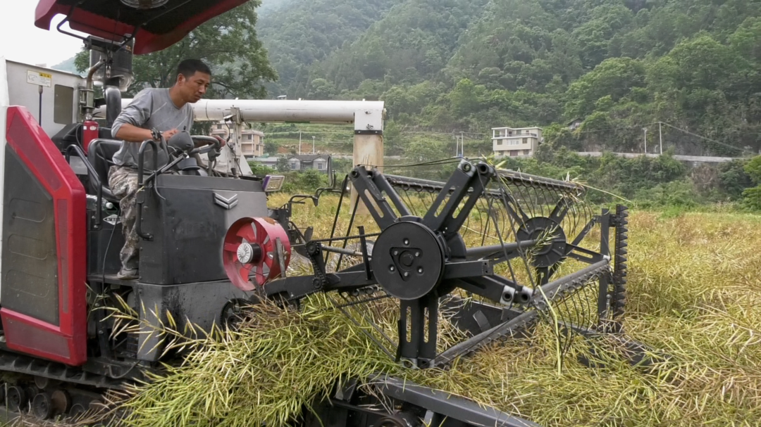 湘西古丈苏家村：油菜收割正当时 “稻油轮作”增效益
