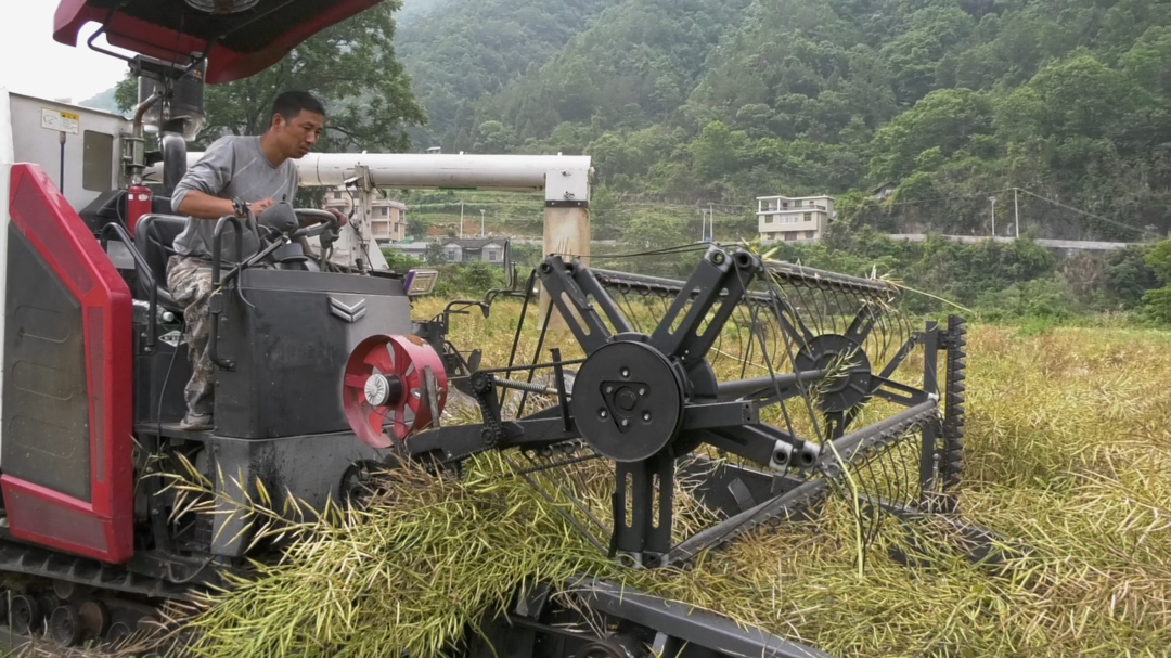 古丈苏家村：油菜收割正当时 “稻油轮作”增效益
