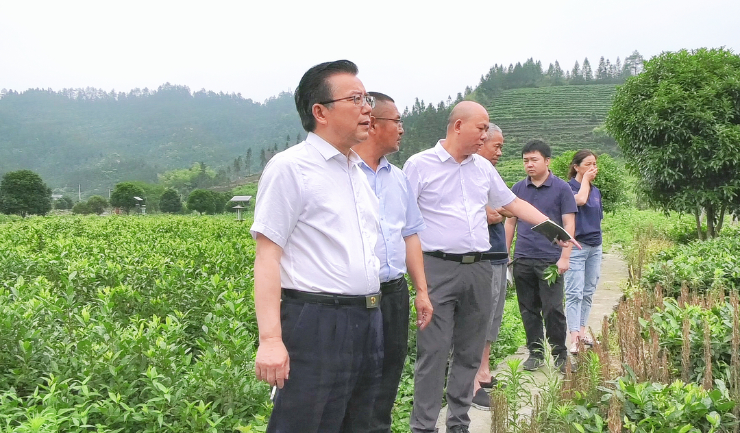 湘西古丈：邓晓东深入梳头溪村、排茹村调研茶产业发展状况