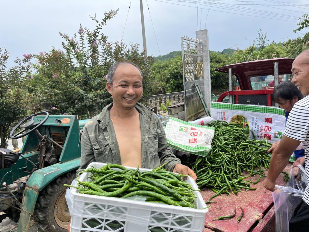 湘西古丈断龙山镇：辣椒喜丰收 村民增收笑颜开