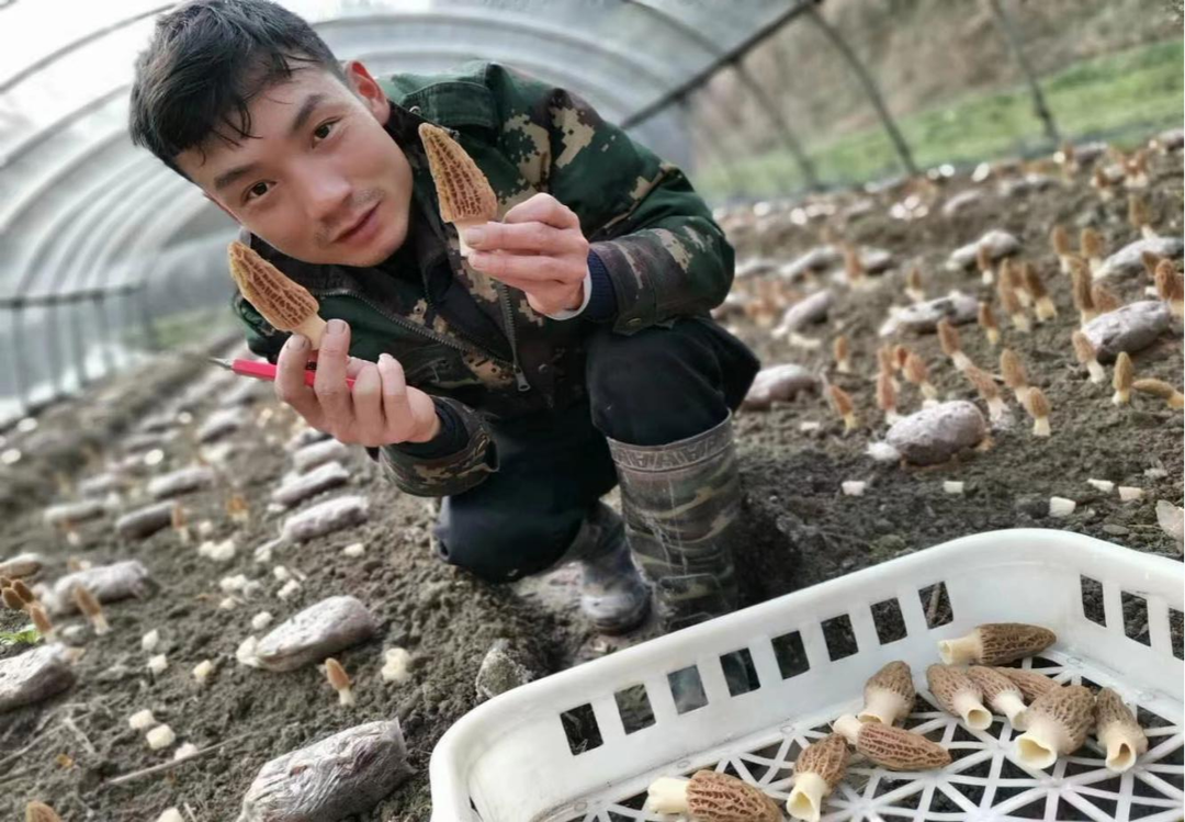 张敏：“羊肚菌书记”的家乡情