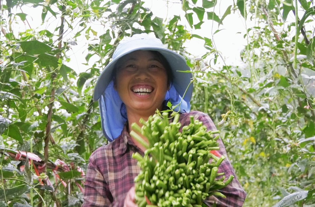 湘西古丈中寨村：豇豆喜丰收 村民采摘忙