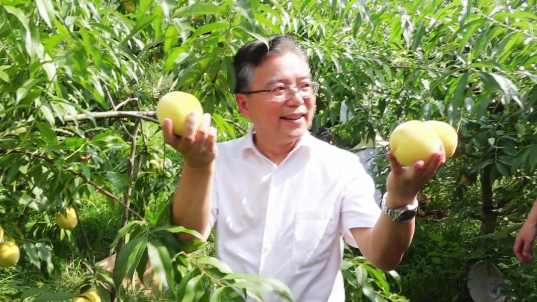 湘西古丈：县委书记为农产品“代言” 助力果农增收