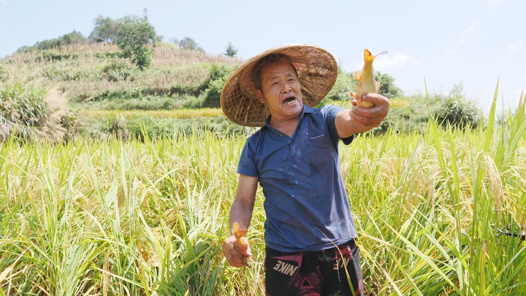 古丈：生态“稻花鱼” 丰收又增收