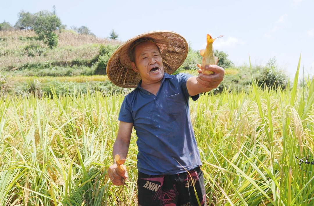 湘西古丈：生态“稻花鱼” 丰收又增收