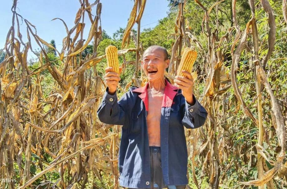 湘西古丈苏家村：优化营商环境 玉米喜获丰收