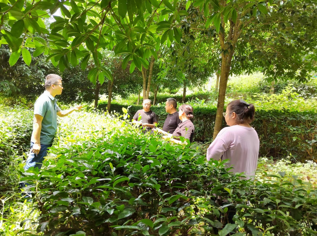 【优化营商环境】湘西古丈：“两监两测一管”保障农产品质量安全 助力企业发展壮大