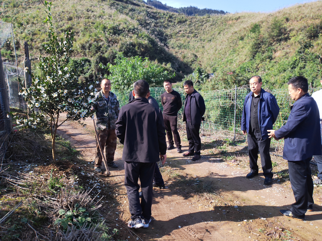 中南林科大湘西校友会一行到古丈调研油茶产业及林下经济发展工作