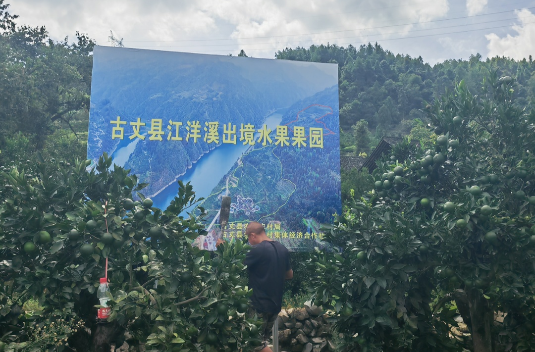 湘西古丈：完成三镇四村出境水果（柑橘）果园注册登记  古丈柑橘“出口 ”有望