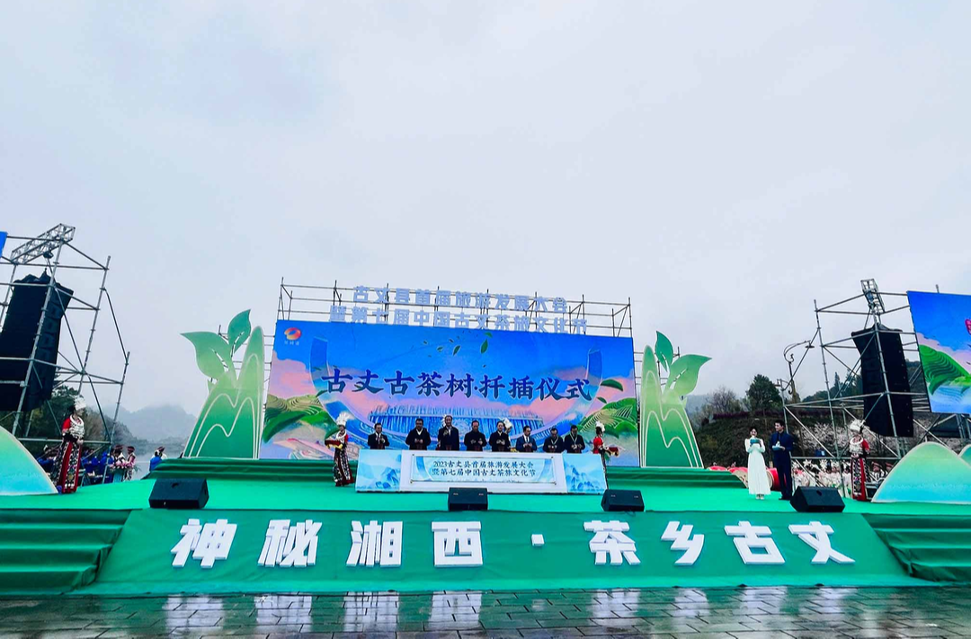 湘西古丈：持续优化营商环境 用心呵护乡村振兴“金叶子”