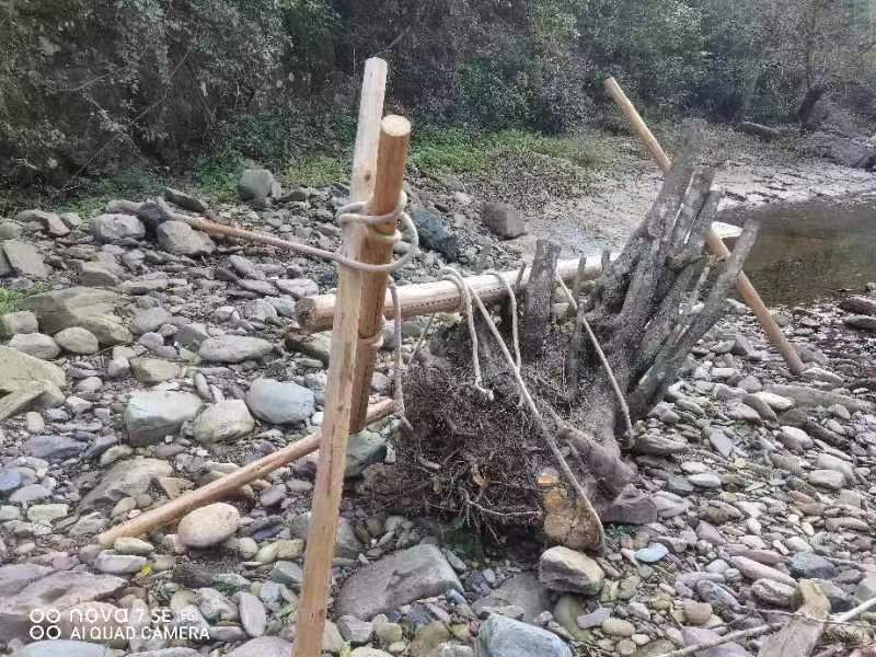 【优化营商环境】湘西古丈：林业站联合出击，打击非法采挖野生保护植物行为