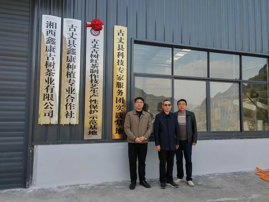 湖南省茶叶学会理事长肖力争深入古丈考察古茶树保护工作