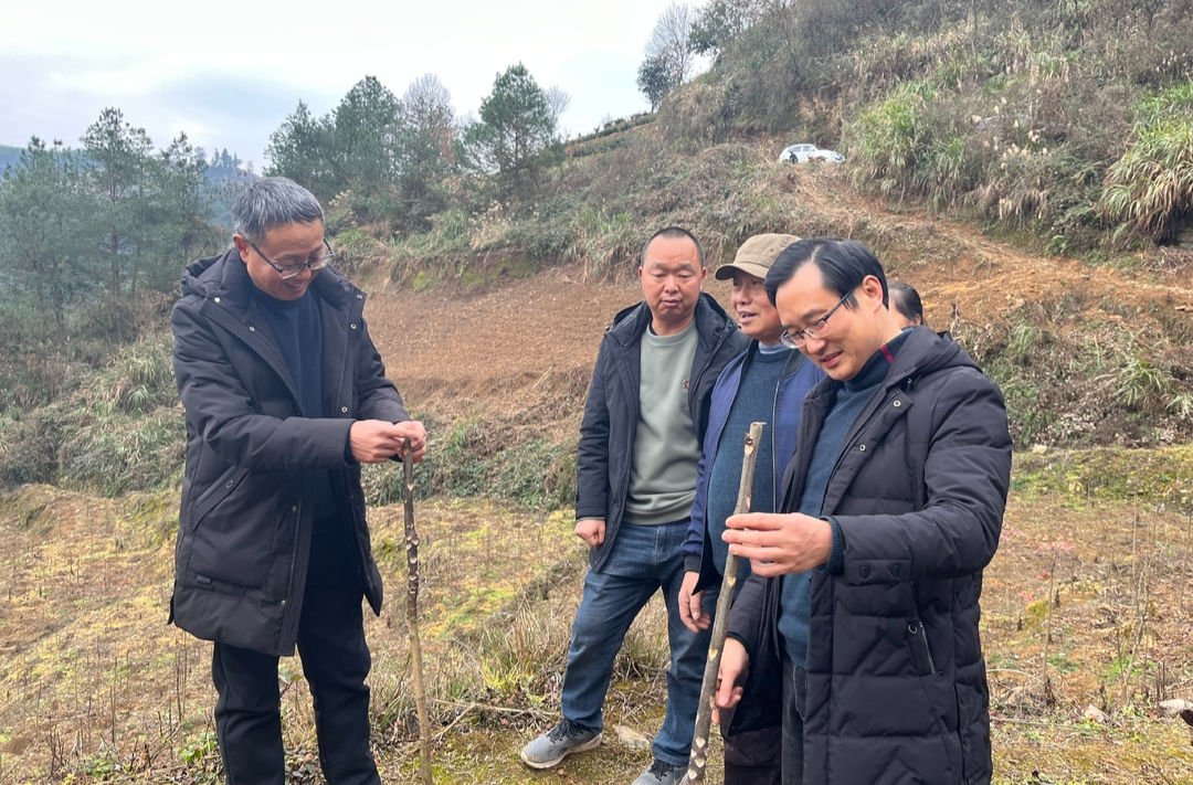 湘西古丈：开展香椿种植技术培训 助力残疾人增技增收