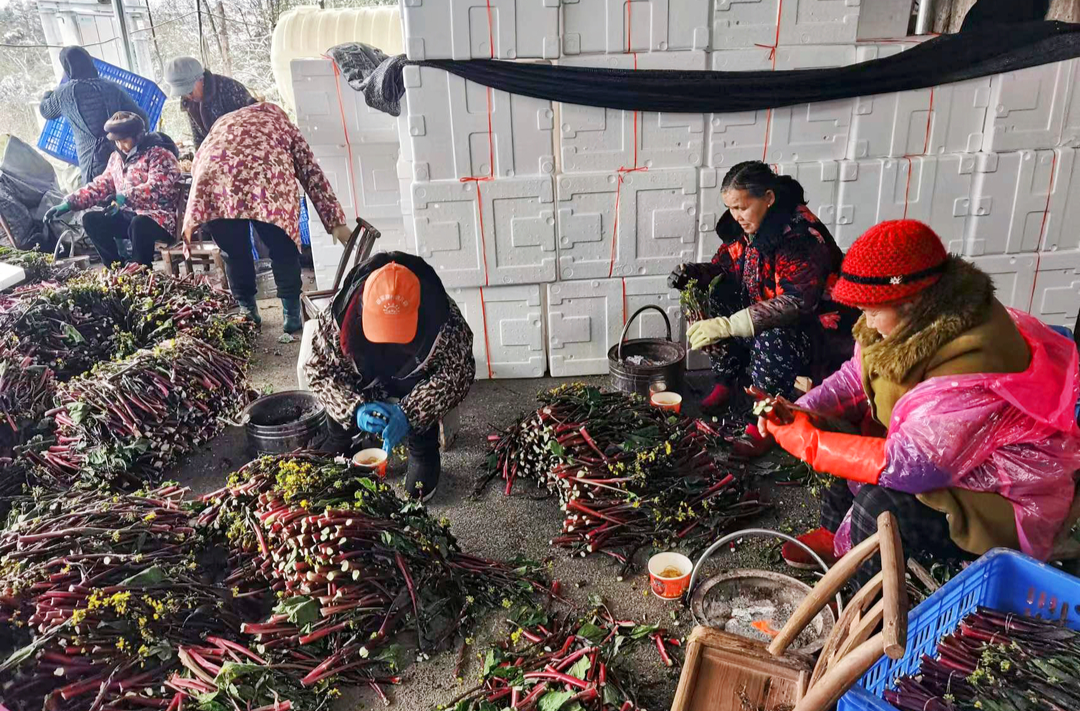 湘西古丈断龙山镇龙王湖村：红菜苔种出群众“红”日子