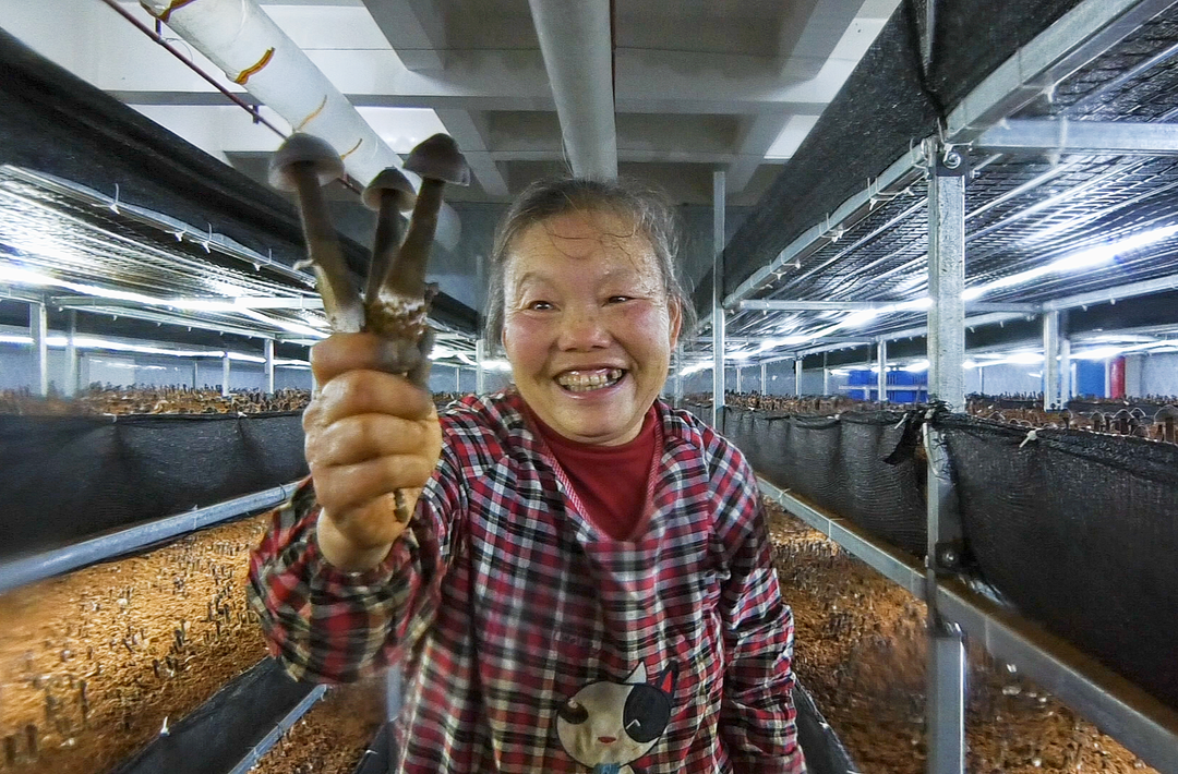 湘西古丈：发展食用菌产业 助推乡村振兴