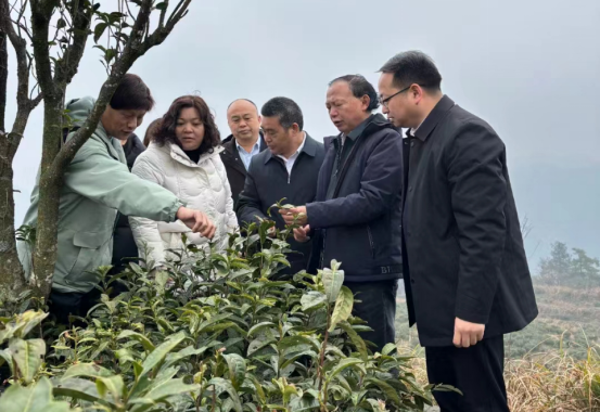 湖南省茶业协会等一行到古丈县进行茶产业指导调研