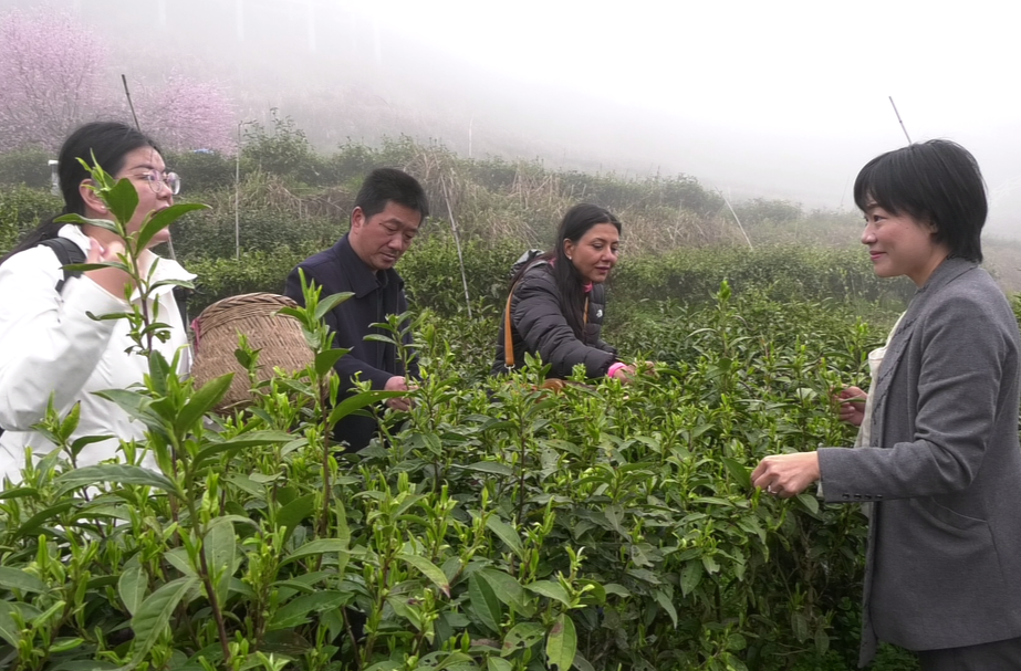 联合国妇女署到古丈县考察交流国际农业发展基金贷款湖南省乡村振兴发展项目