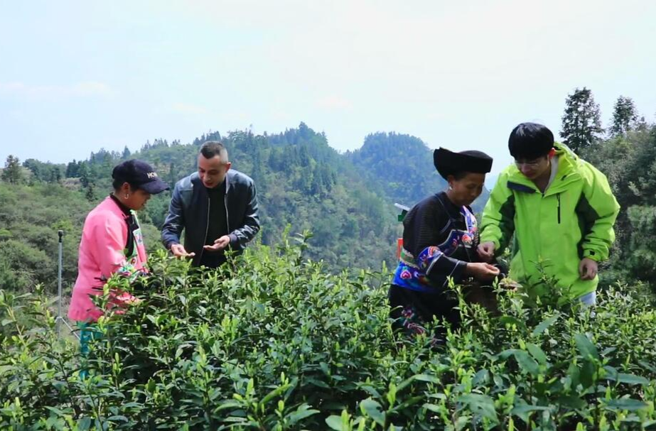 湘西古丈：“金叶”铭党恩 山海奔“共富”