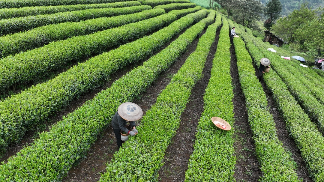 湘西古丈：春茶采摘加工忙，茶农笑迎丰收年