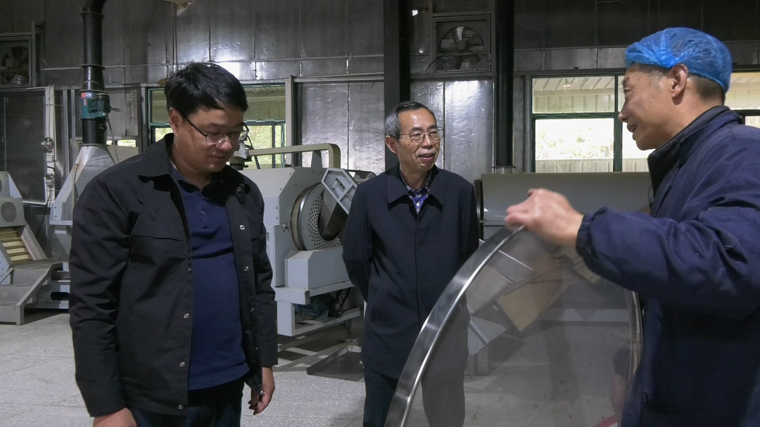 湖南省茶叶学会理事长肖力争到古丈县考察指导古树红茶制作工作