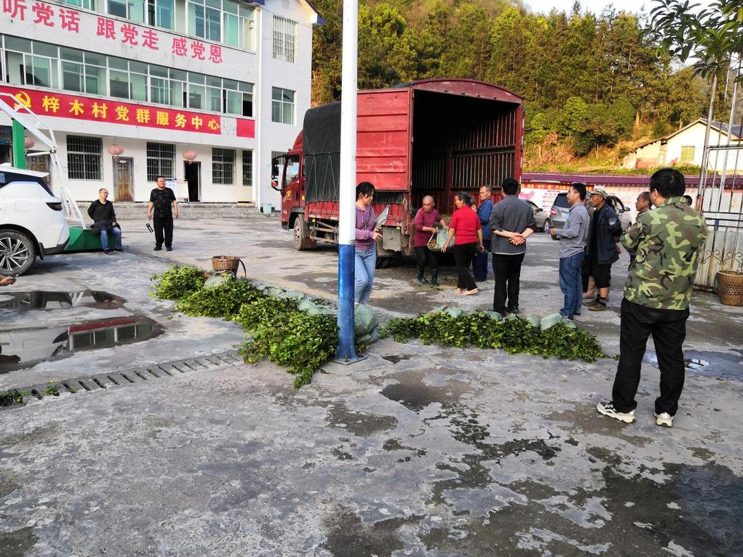 古丈县林业局：运送油茶幼苗 持续优化营商环境