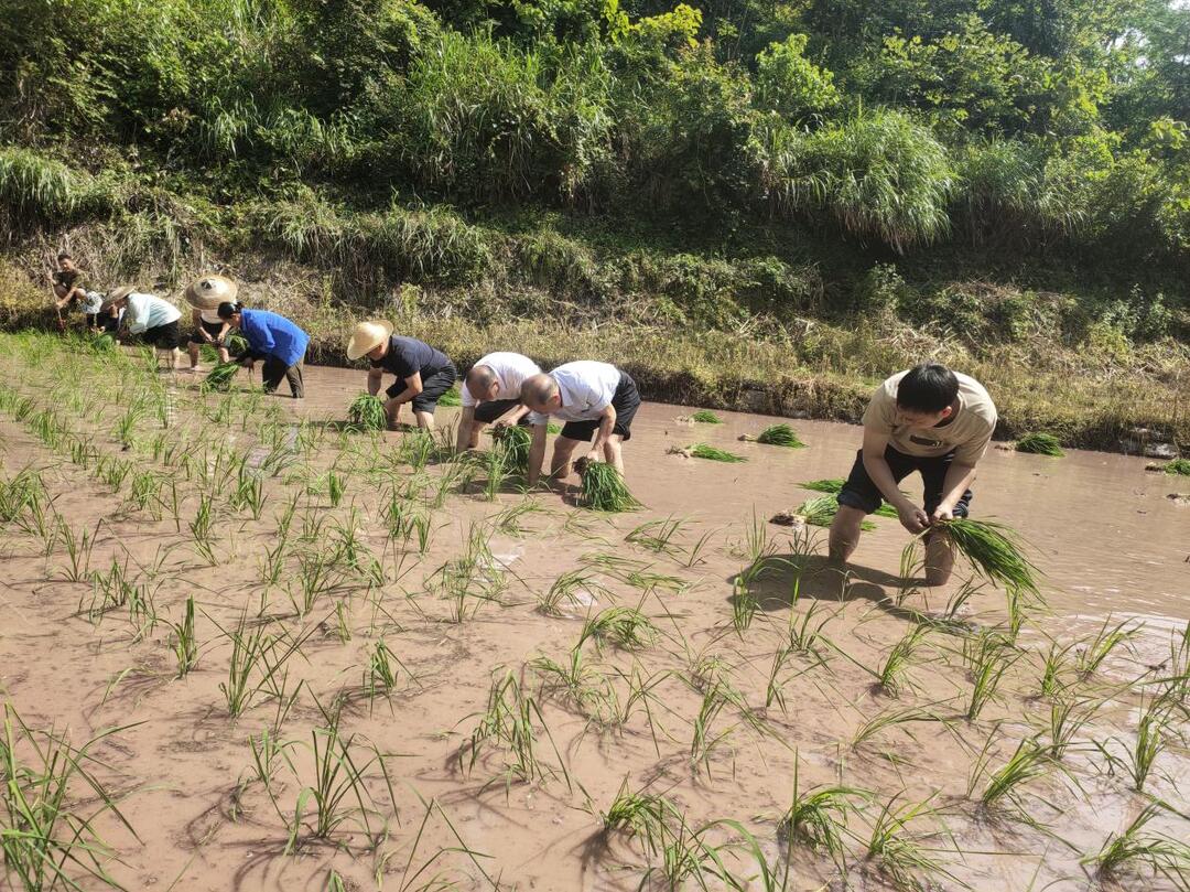 湘西古丈：農(nóng)業(yè)科技特派員助力國(guó)家珍稀水稻民族品種推廣