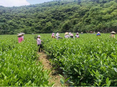 湘西古丈楊家河村：共謀產(chǎn)業(yè)致富路，人大代表當(dāng)標(biāo)桿