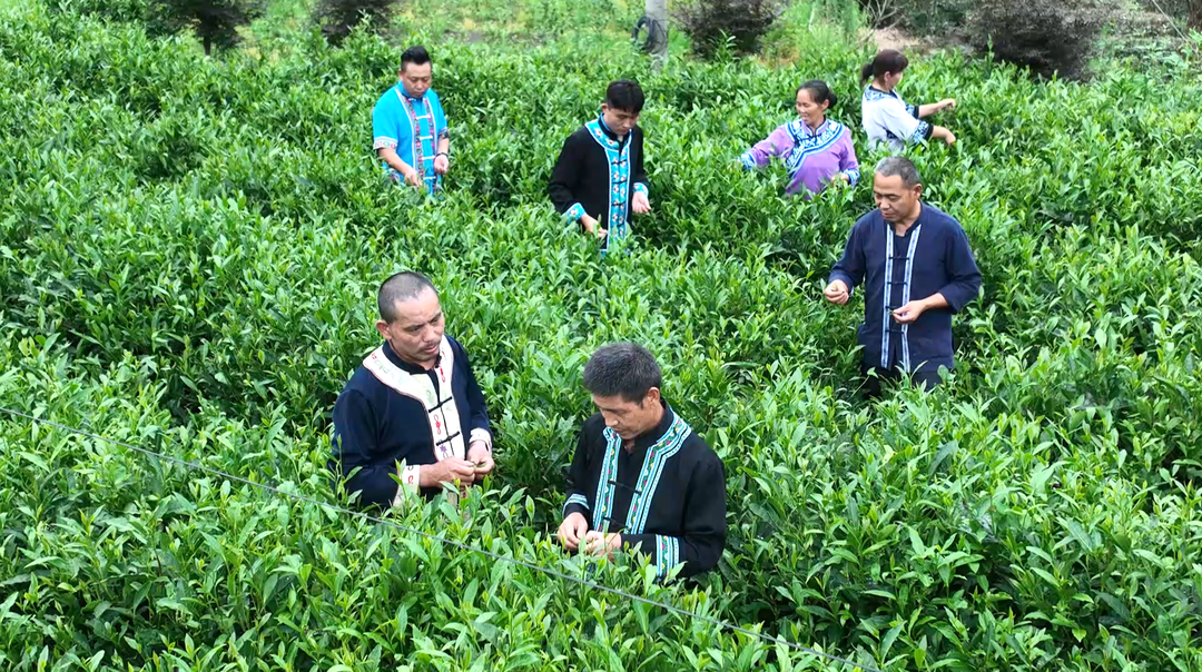 【非遗在身边∙文化共传承】古丈：手工制茶人 手捻氤氲茶香