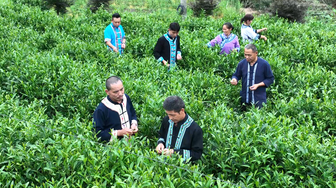 【非遗在身边∙文化共传承】古丈：手工制茶人 手捻氤氲茶香