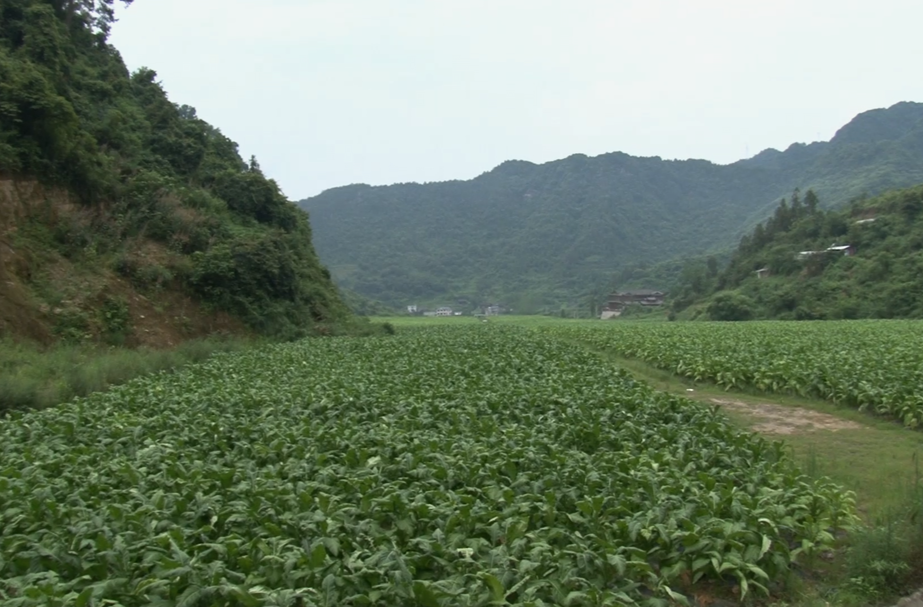古丈：中寨村进入赶“烤”季