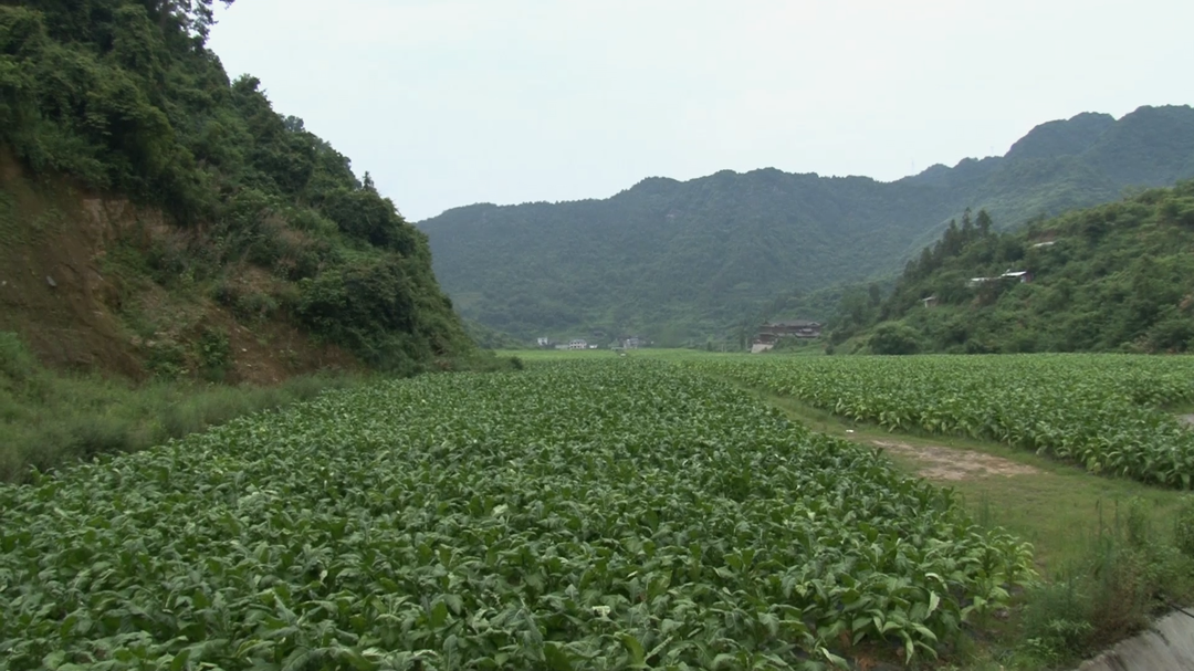 湘西古丈：中寨村進入趕“烤”季