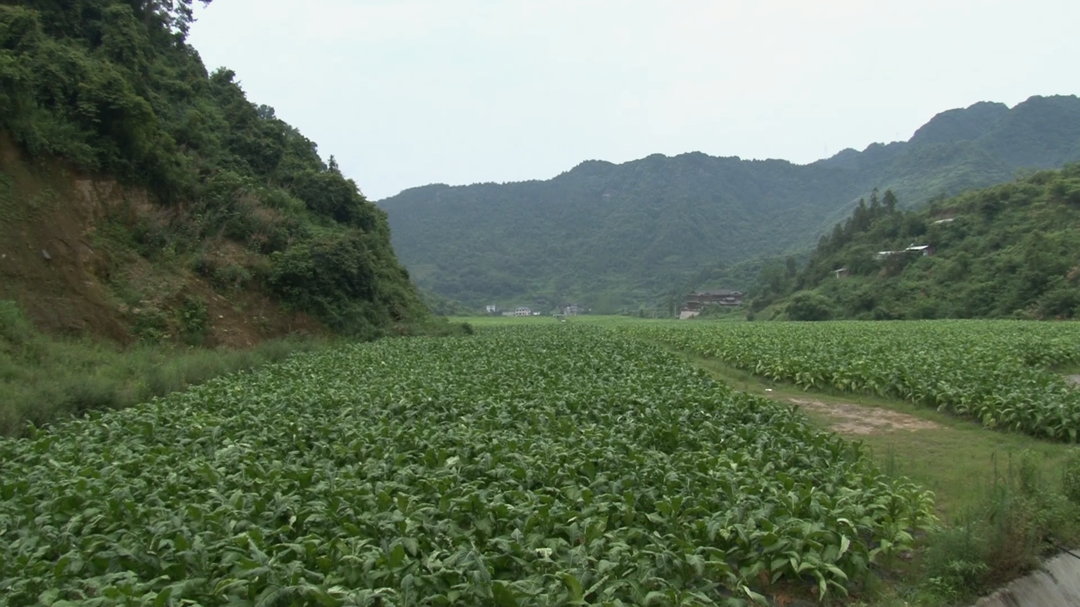 湘西古丈：中寨村进入赶“烤”季