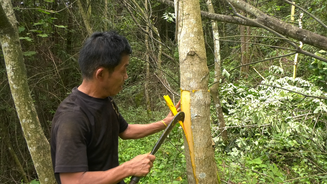 古丈：发展中药材产业  拓宽群众增收渠道